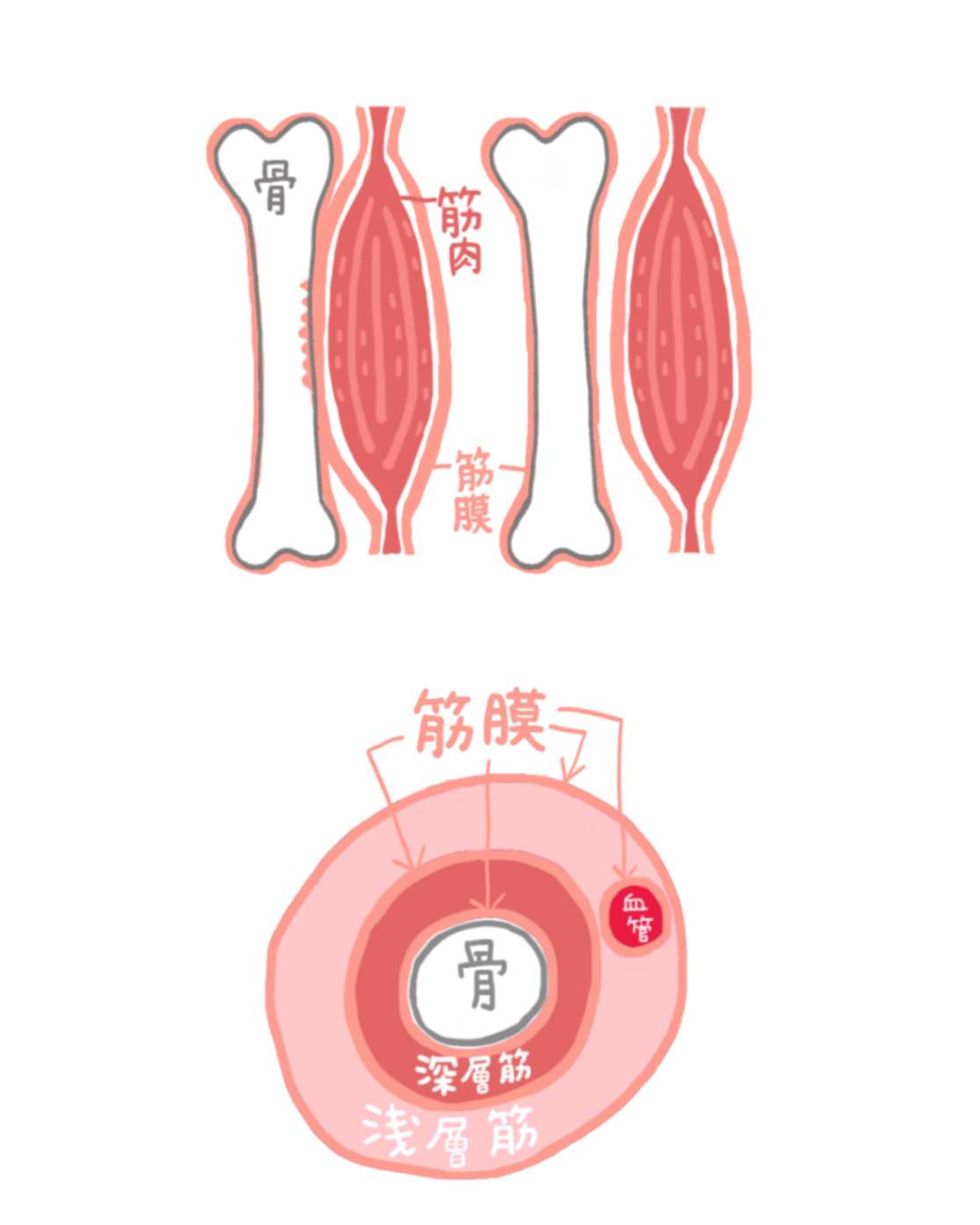 整骨院が考える筋膜リリースとは